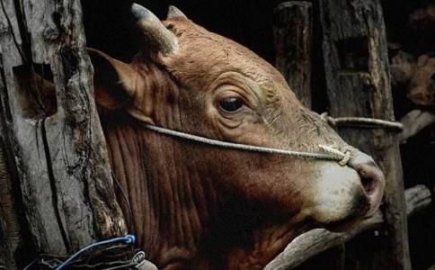 不願舍棄繩子的牛！