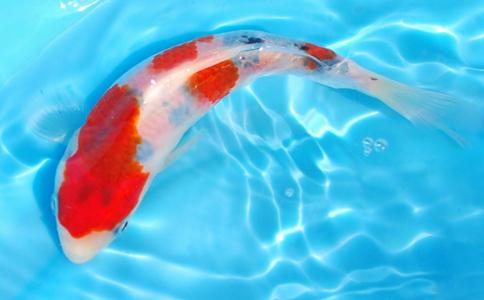 佛經中講述「放生」的含義