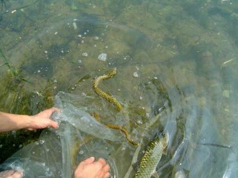 魚籽的放生方法有哪些