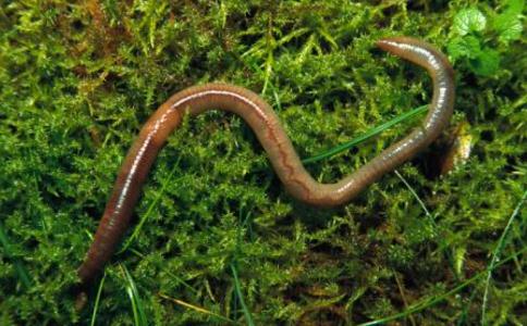 今天第一次放生，放生了幾十條蚯蚓！