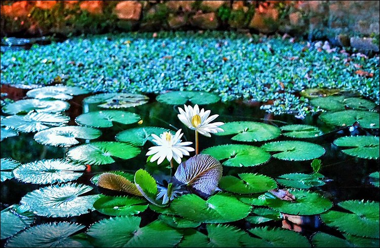 楊維中教授：論華嚴宗的染凈善惡觀與妄盡還源的修行路徑