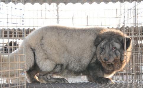 狐狸養殖場就像人間地獄
