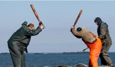 影星呼籲拒絕海豹製品——動物保護主義者