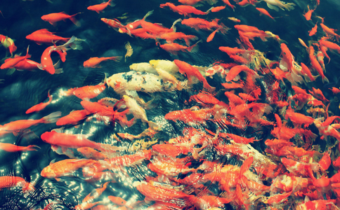 什麼季節適宜放生魚類