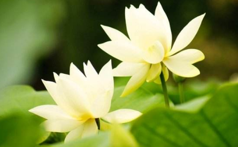 至心聽聞佛法的殊勝功德