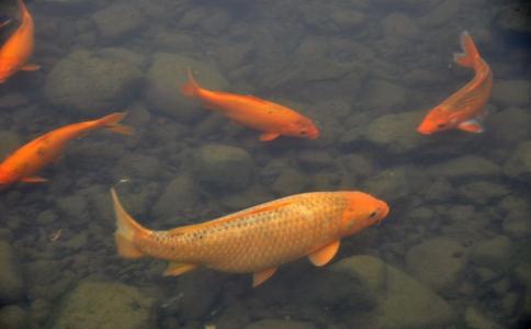 放生—新年送給父母最好的禮物
