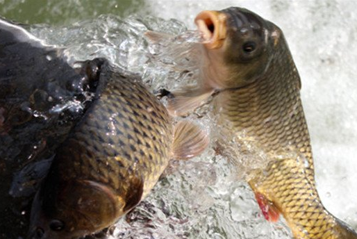 關於放生的基本常識介紹