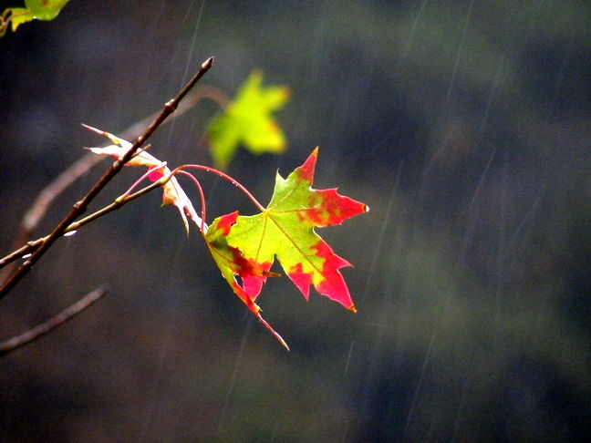 一代高僧虛雲老和尚經歷的鬼神護法的真實故事
