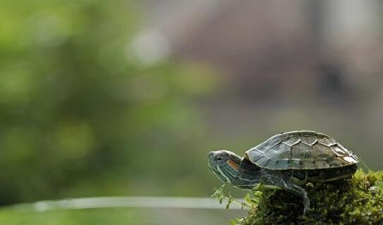 放生就是救親、還債