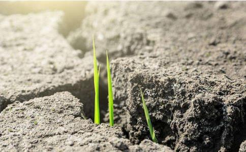 一塊地，總有適合它的種子