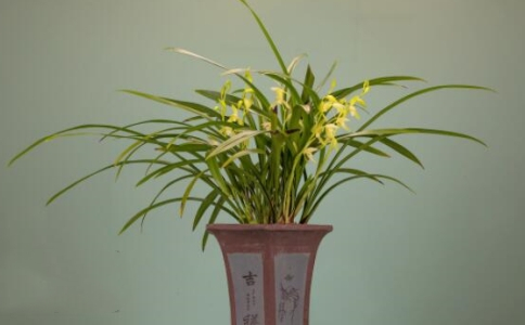 人間的凈土在心中，金代禪師種蘭花的故事