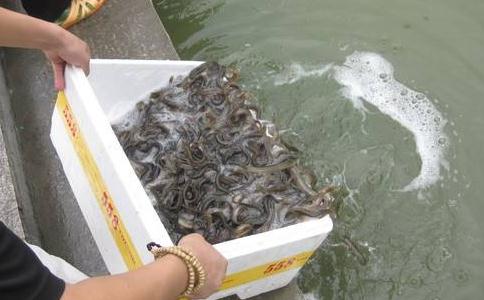 可以快速放生10萬條生命的幾個方法