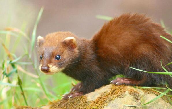 最後一隻亞歐水貂的自白