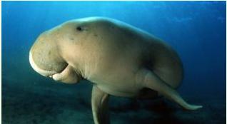 「美人魚」儒艮各個國家都努力拯救