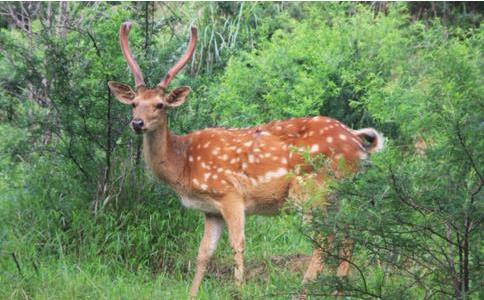 梅花鹿為討教交友秘訣去當招待員，結果……