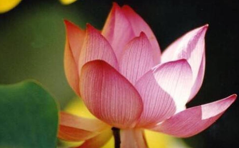 在八種因緣下布施能獲得殊勝功德