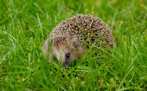 驅車二三公里放生刺蝟