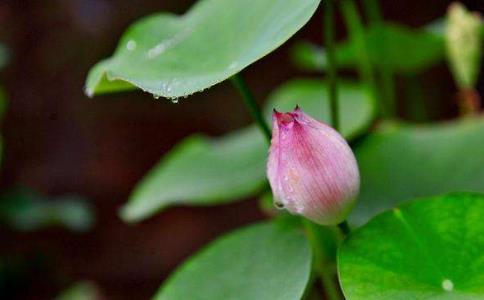 讓自己的小孩學佛可以嗎？