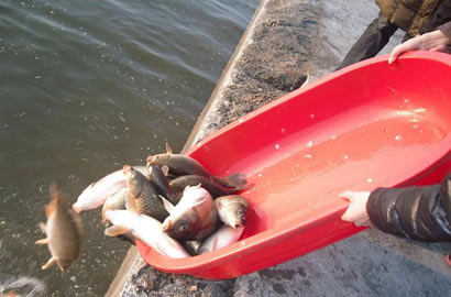 放生還是放死關鍵在於是否真正尊重科學