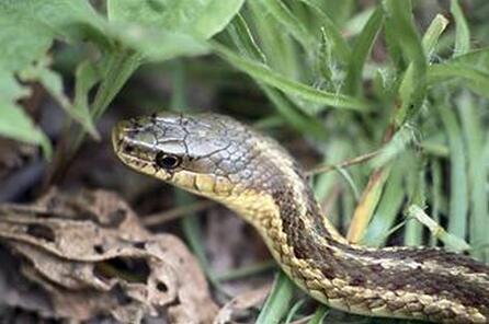 放生蛇類需要注意些什麼