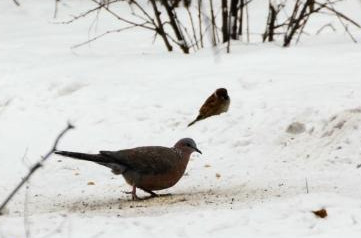 冬季放生需要注意什麼