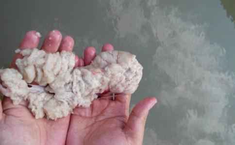 放生魚子的方法，可拯救大量眾生