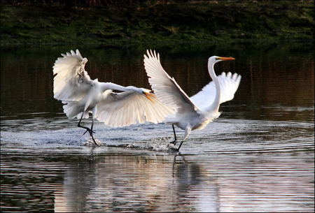 令人讚嘆不已的奇緣：白鶴報恩