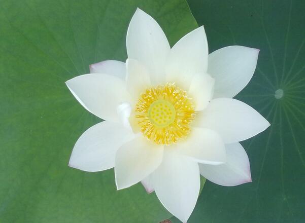 南懷瑾：念佛是最大的密宗，也是最大科學