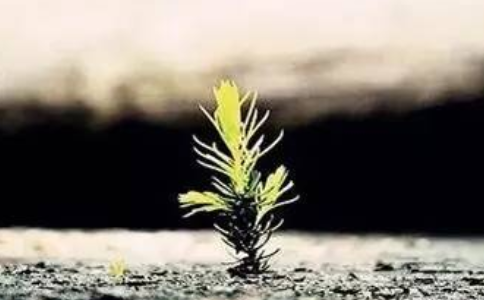 遇到逆境行不行就看有沒有功夫了