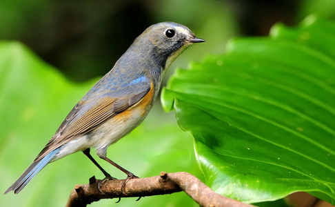 由親身放生想到的放生注意事項
