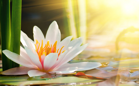 我們要長期堅持放生