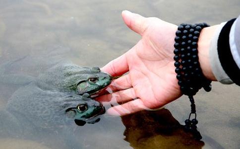 如何如理如法的放生護生