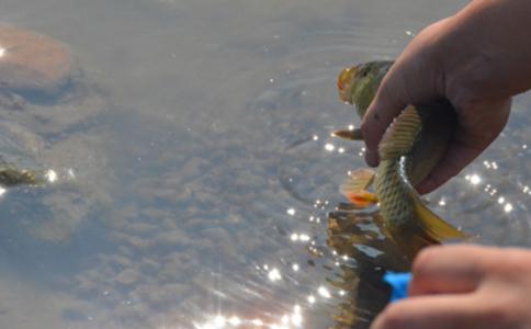 佛陀對放生所下的定義