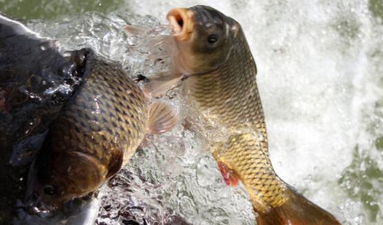 年末放生 法喜充滿