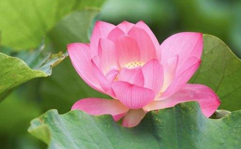 佛陀是怎麼面對謾罵的？