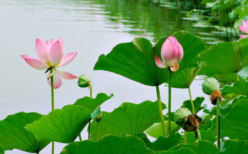 最適合放生的日子