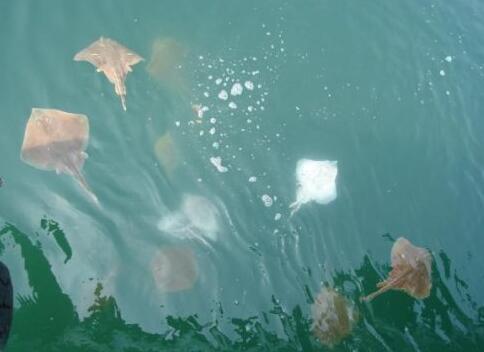 我們應義無反顧的救命放生