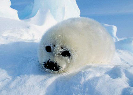 尊貴皮草遮不住冷酷無恥