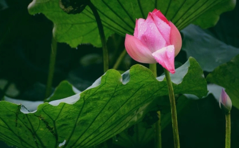 《大方等如來藏經》萎花喻的故事