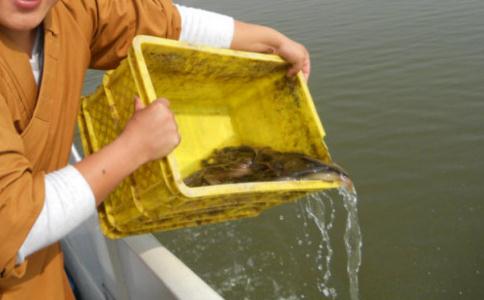 放生之意義是使大家發心護生