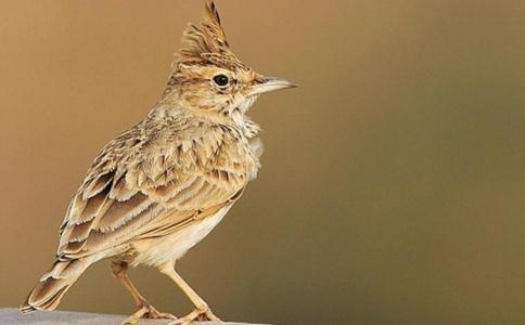 放生百靈鳥之心靈體會