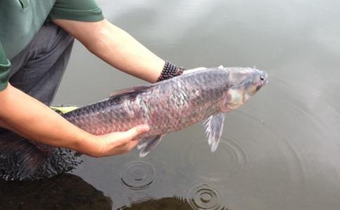 放生的真實感應體會