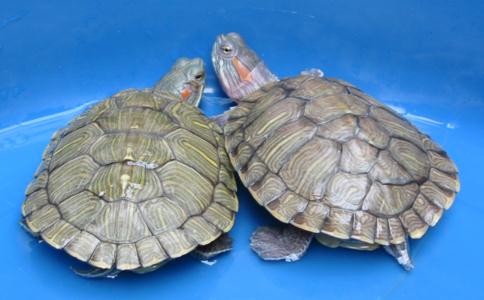 烏龜往生