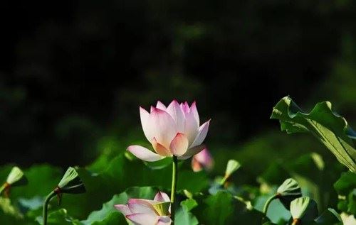 曾其海教授：天台佛學 第四章 中韓天台宗關系研究 四、天台佛學衰微時期