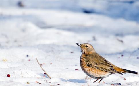 冬天來臨，護生要從身邊做起