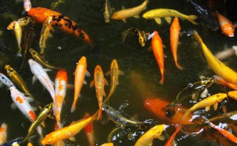 放生與施食的一些小感應