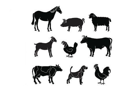 【畜生道】是什麼？什麼樣的人會投生畜生道？