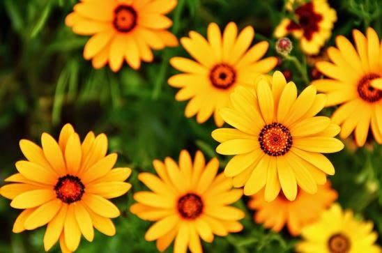 華方田教授：中國佛教宗派——天台宗