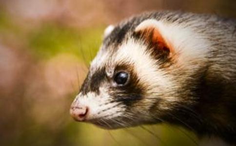 天冷了，請拒絕皮草