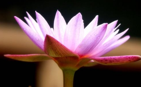 在家居士應該如何學佛修行？